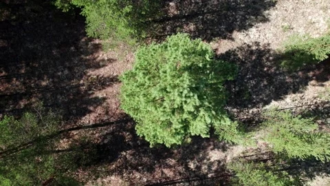Aerial top view of Amazing  Green Forest Scenery. Stock Footage 164598677