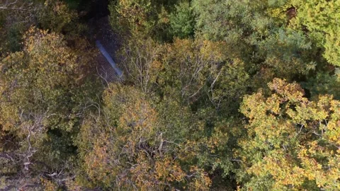 Aerial top view of autumn forest with hidden small road Stock Footage 320790806