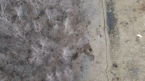 Aerial Top View of Bare Forest in Autumn Video stock 150802319