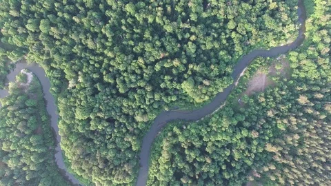 Aerial top view of beautiful forest, river bend, wildlife, drone shot Vidéo 112223085