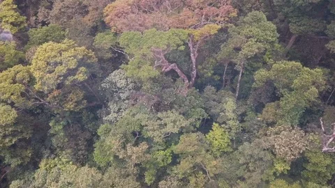Aerial Top View of the Big Forest in Summer Stock Footage 107407199