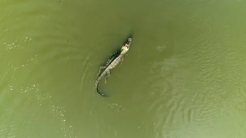 Aerial Top View Of Black Caiman Showing  