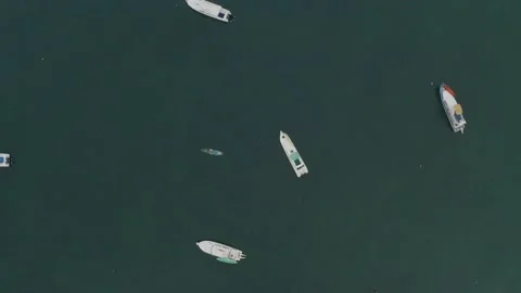 Aerial top view of blue colored fishing boats anchored along the coastline Stock Footage 146755643
