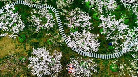 Aerial top view Cherry blossom sakura Fl... | Stock Video | Pond5