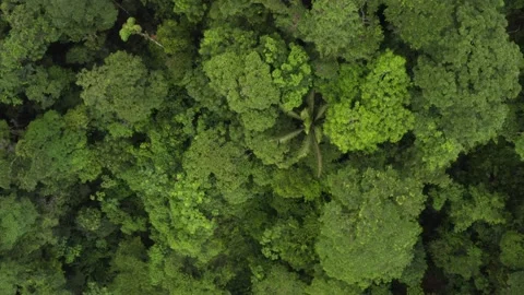 Aerial top view, close up of the canopy from a tropical forest Stock Footage 146756218
