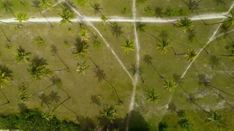 Aerial Top view of coconuts palm trees and roads paths on the coast Stock Footage 92065885