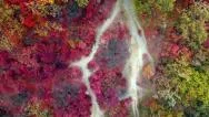 Aerial: Top View Of Colorful Autumn Forest. Drone Moves Up. Stock Footage