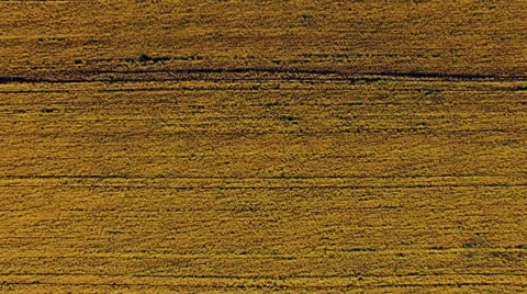 Aerial top view of colza field, yellow flowers Stock Footage 62829077