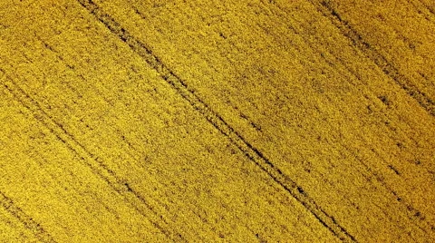 Aerial top view of colza field, yellow flowers Stock Footage 62829125