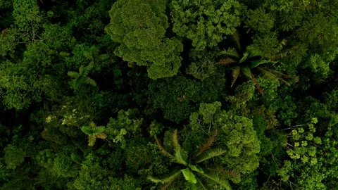 Aerial top view of different palm tree species in the tropical forest canopy Video stock 336867805