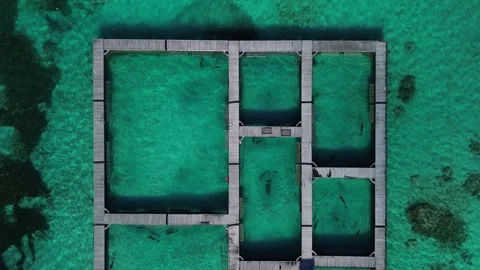 Aerial top view at dolphin pool structure of ocean in Dominican Republic Vídeo Stock 267465280