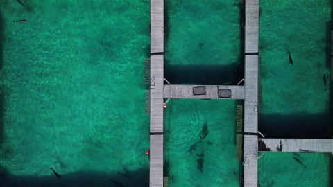 Aerial top view at dolphin pool structure of ocean in Dominican Republic Stock Footage 267465335