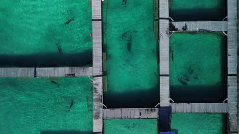Aerial top view at dolphin pool structure of ocean in Dominican Republic Stock Footage 268002615