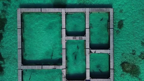 Aerial top view at dolphin pool structure of ocean in Dominican Republic Stock Footage 268026945