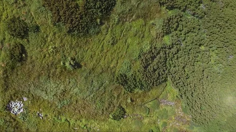 Aerial top view drone flight over bushes, grass and lake in Carpathian mountains Video stock 122658128