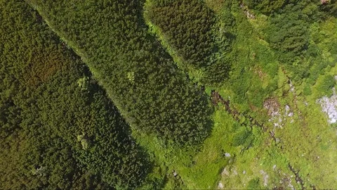 Aerial top view drone flight over bushes and grass in Carpathian mountains Video stock 122662124