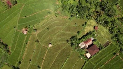 Aerial top view, drone flying forward of agriculture in paddy rice fields for Stock Footage