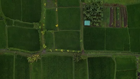 Aerial top view drone flying over lush green fields and countryside Stock-Footage 244813982