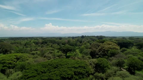 Aerial Top View Drone Forest Stock Footage 272826192