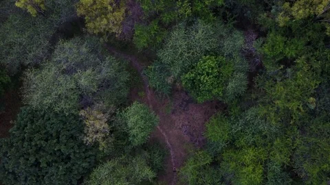 Aerial top view drone scene,with someone walking with green trees,camera Stock Footage 104753286