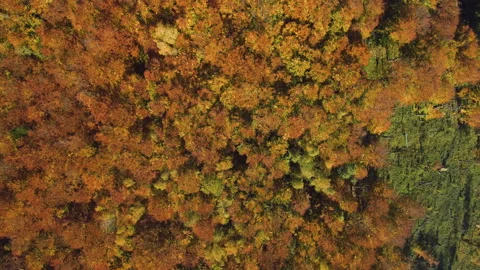 Aerial, top view from Drone: view of the forest crowns of trees from above. Stock-Footage 98228268