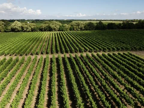 Aerial top view from drone to vineyard Stock Photos