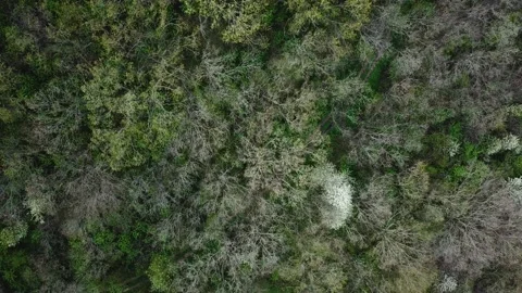Aerial top view of early spring forest. Drone footage. Natural background. .. Stock Footage 238603152