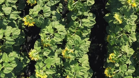 Aerial top view, flight on drone above sunflower fields, close up Stock Footage 136057743