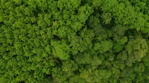 Aerial top view, flight over a beautiful tranquil summer green trees forest Stock Footage 171933390