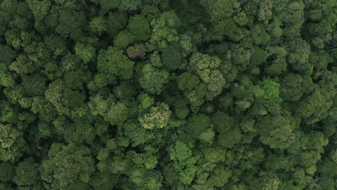 Aerial top view, flight over tranquil green forest in a rural landscape Stock Footage 171938178