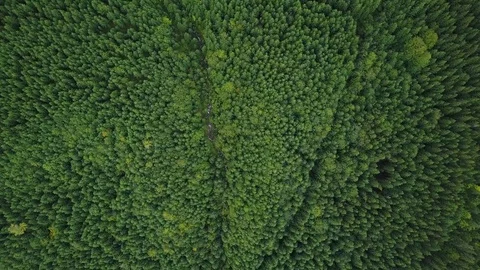 Aerial top view: Flying above large forest in mountains. Beautiful nature Stock Footage 80461537