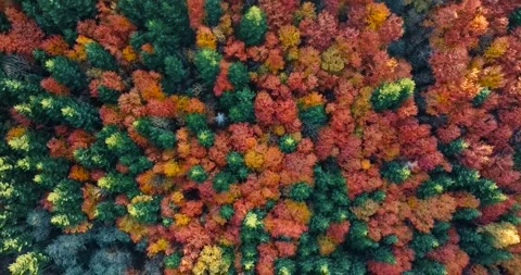 Aerial top view: flying over beautiful mixed forest in sunny autumn in Stock Footage 139726669