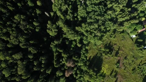 Aerial top view of forest and small houses Stock-Footage 320120856