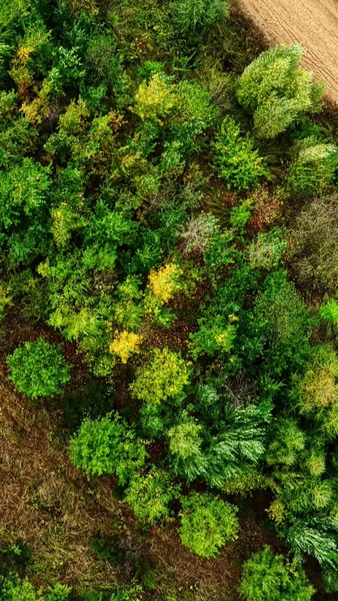 Aerial Top View of Forest and Dirt Road at Tagebau Hambach, Germany Stock Footage 344520180