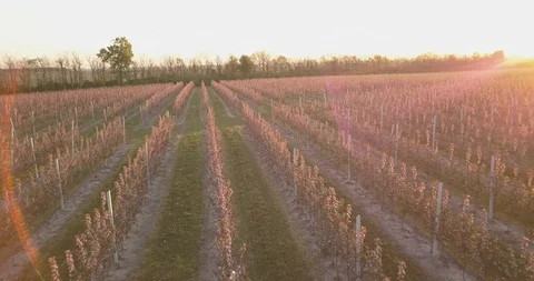 Aerial top view forest, Apples orchard Texture of forest view from above. Vidéo 111310329
