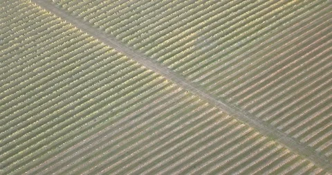 Aerial top view forest, Apples orchard Texture of forest view from above. Видео 111312005