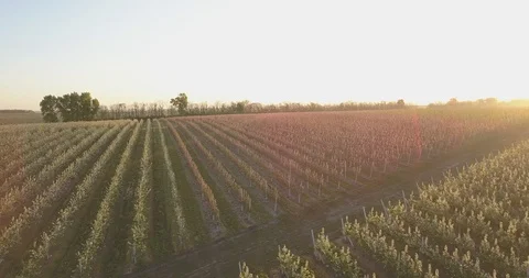 Aerial top view forest, Apples orchard Texture of forest view from above. Видео 111312232