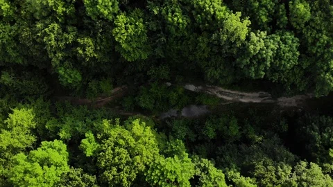 Aerial top view forest. Stock Footage 111392453