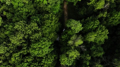 Aerial top view forest. Stock Footage 111392605