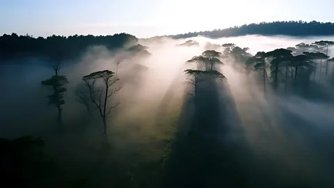 Aerial top view on forest Stock Footage 291184662