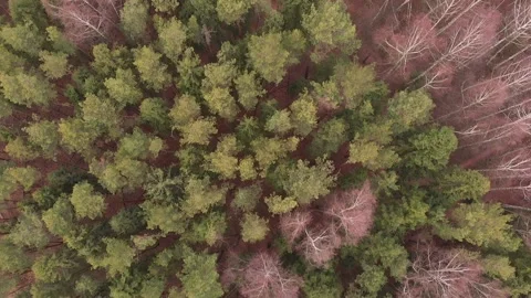 Aerial top view of the forest landscape Stock Footage 150994674