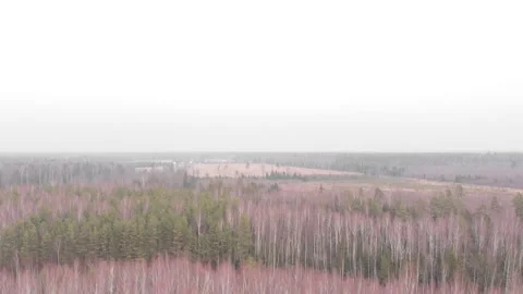 Aerial top view of the forest landscape Stock Footage 150994728
