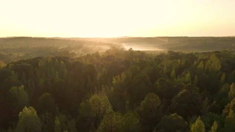 Aerial top view forest tree Stock Footage 146059704