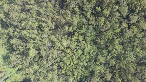 Aerial top view forest tree in nuwara eliya Stock Footage 256587205