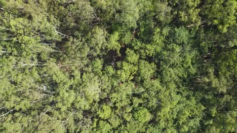 Aerial top view forest tree in nuwara eliya Stock Footage 256587563