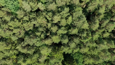 Aerial top view of forest tree. Nature environment. Green tree forest from top Stock Footage 344495258