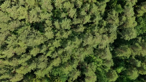 Aerial top view of forest tree. Nature environment. Green tree forest from top Stock Footage 345088973