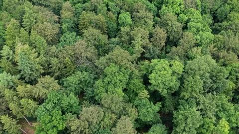 Aerial top view of forest tree. Nature environment. Green tree forest from top Stock Footage 345139616