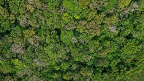 Aerial top view forest tree, Rainforest ecosystem and healthy environment Stock Photos