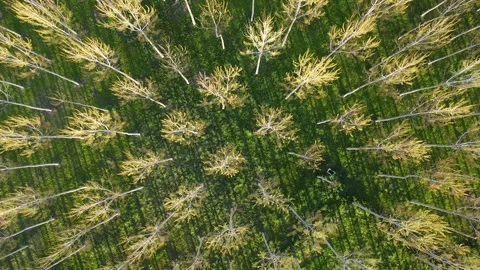 Aerial top view of forest trees with radial pattern, drone ascending shot Stock Footage 331665080